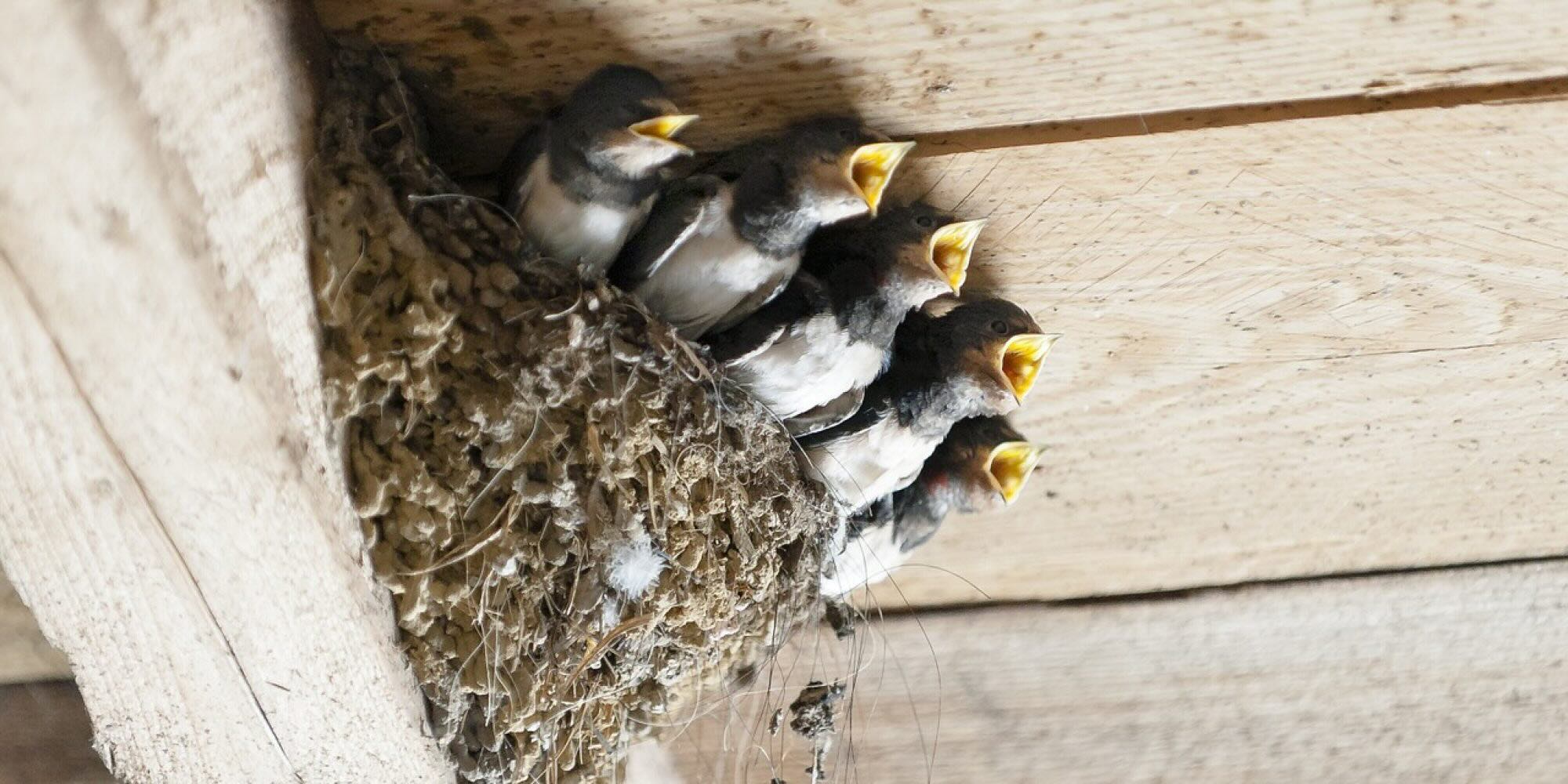 How To Prevent Birds From Nesting In Eaves