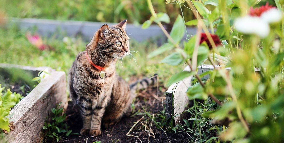 How To Prevent Cats From Using The Garden As A Litter Box