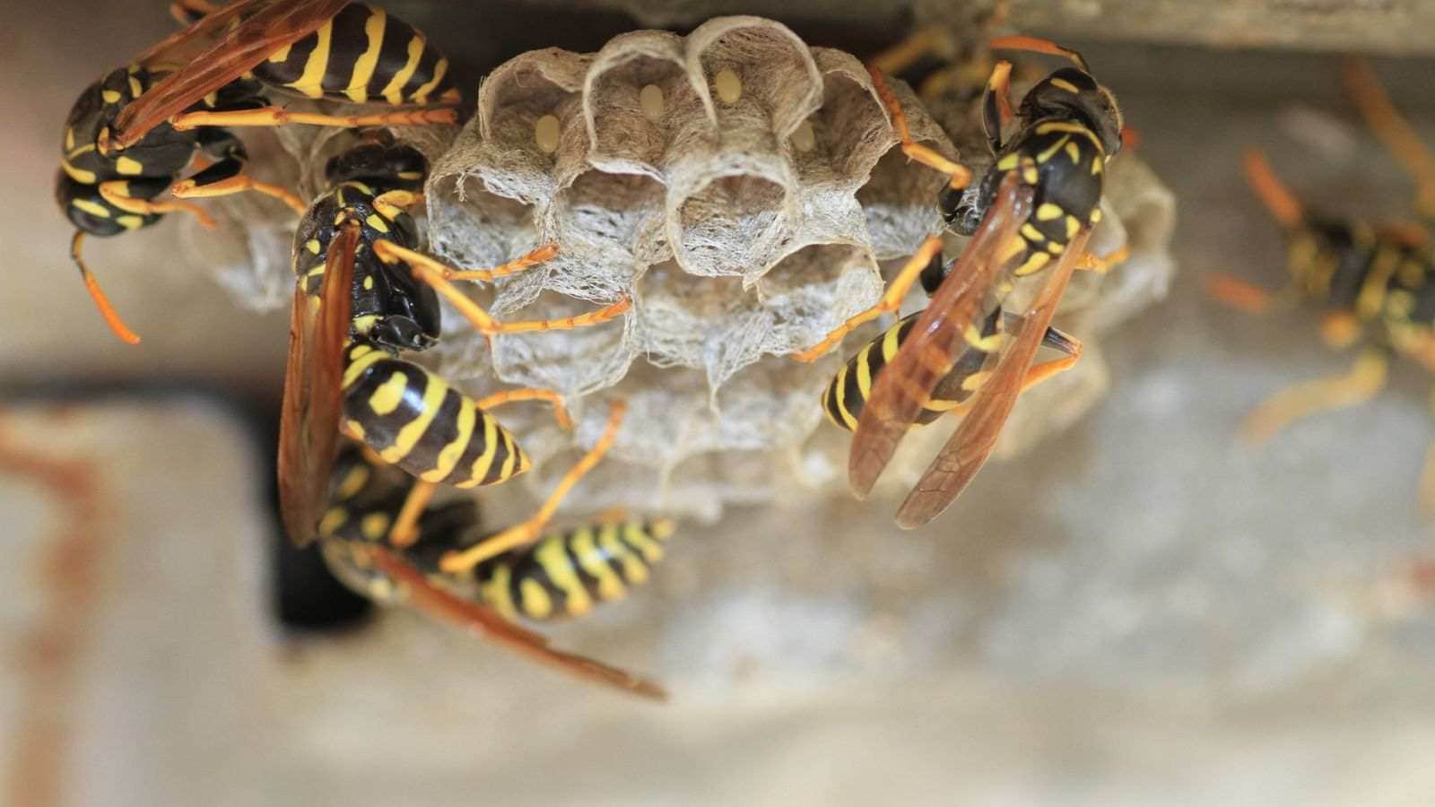 How To Prevent Wasp Nests Under Eaves