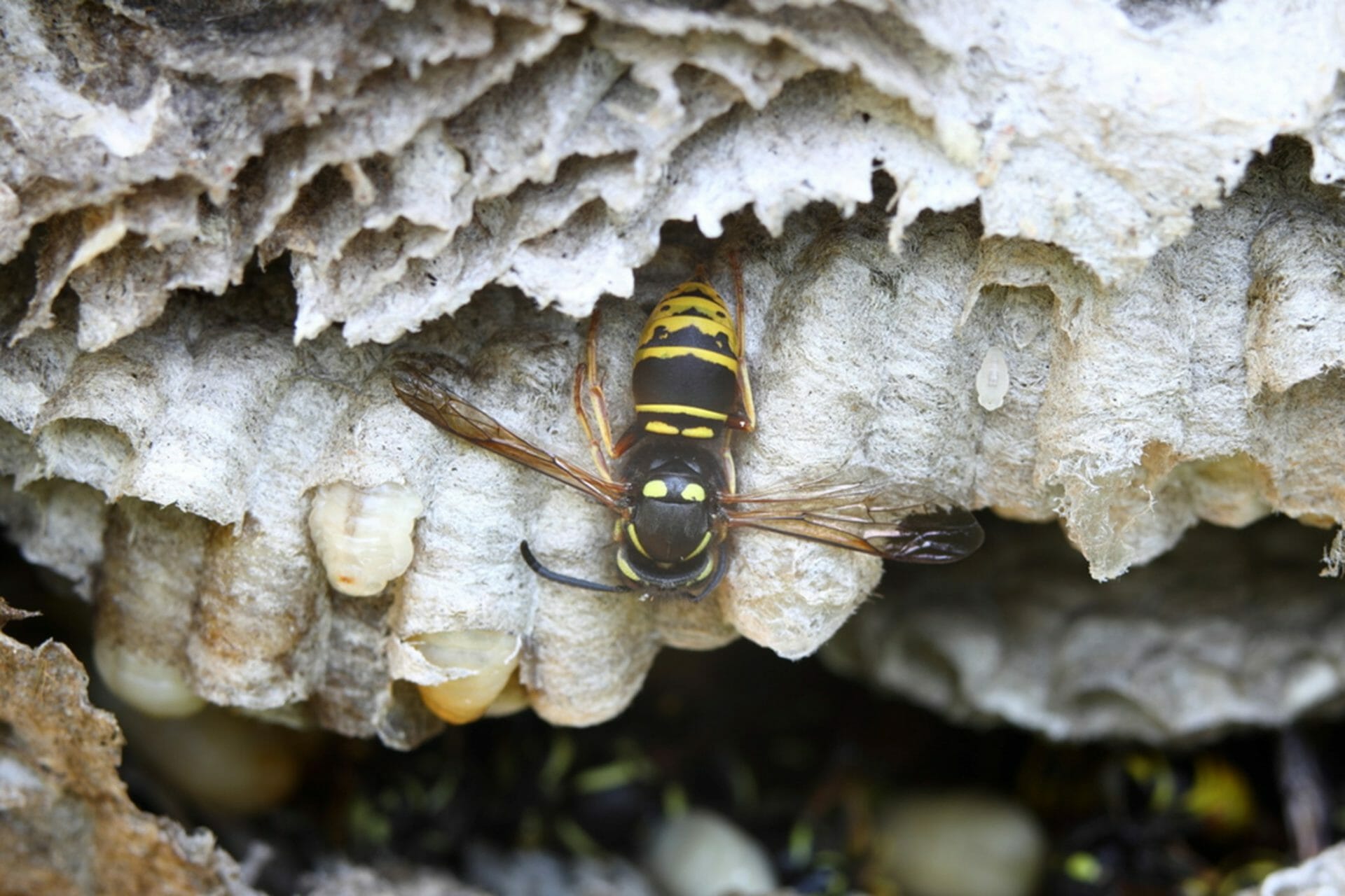 How To Prevent Yellow Jackets From Nesting