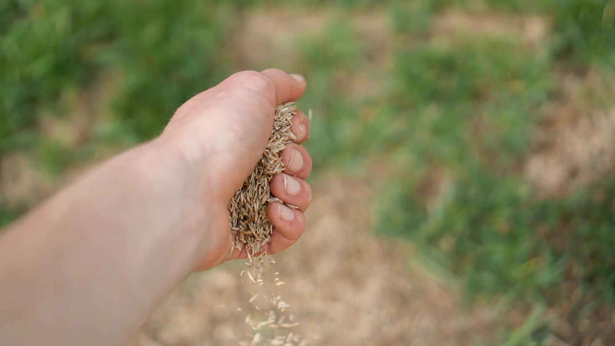 How To Put Down Grass Seed By Hand