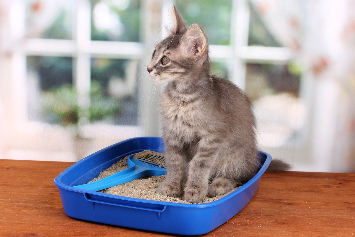 How To Retrain A Cat To Use A Litter Box