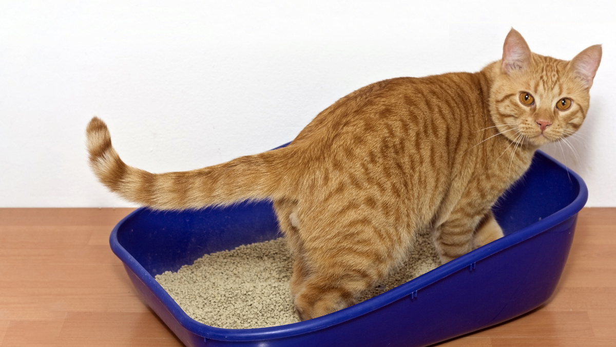 How To Retrain A Cat To Use The Litter Box After Uti
