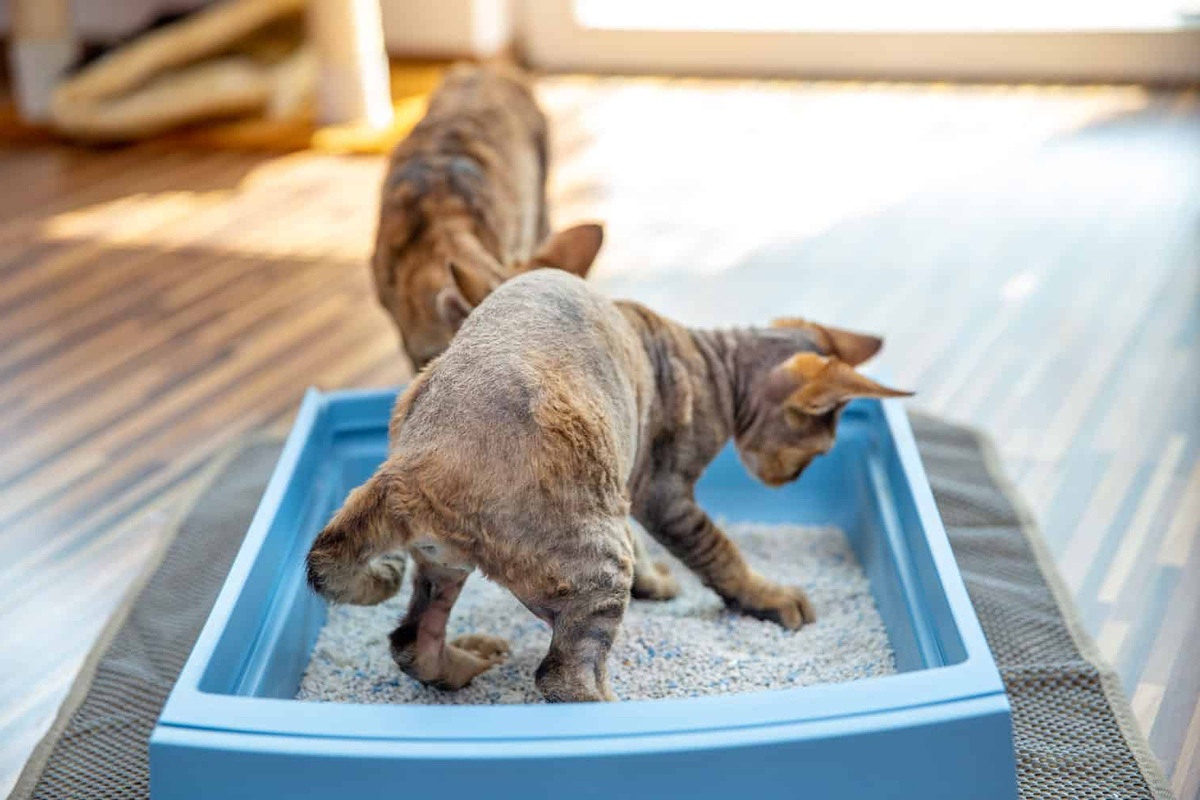How To Stop Cat From Playing In The Litter Box