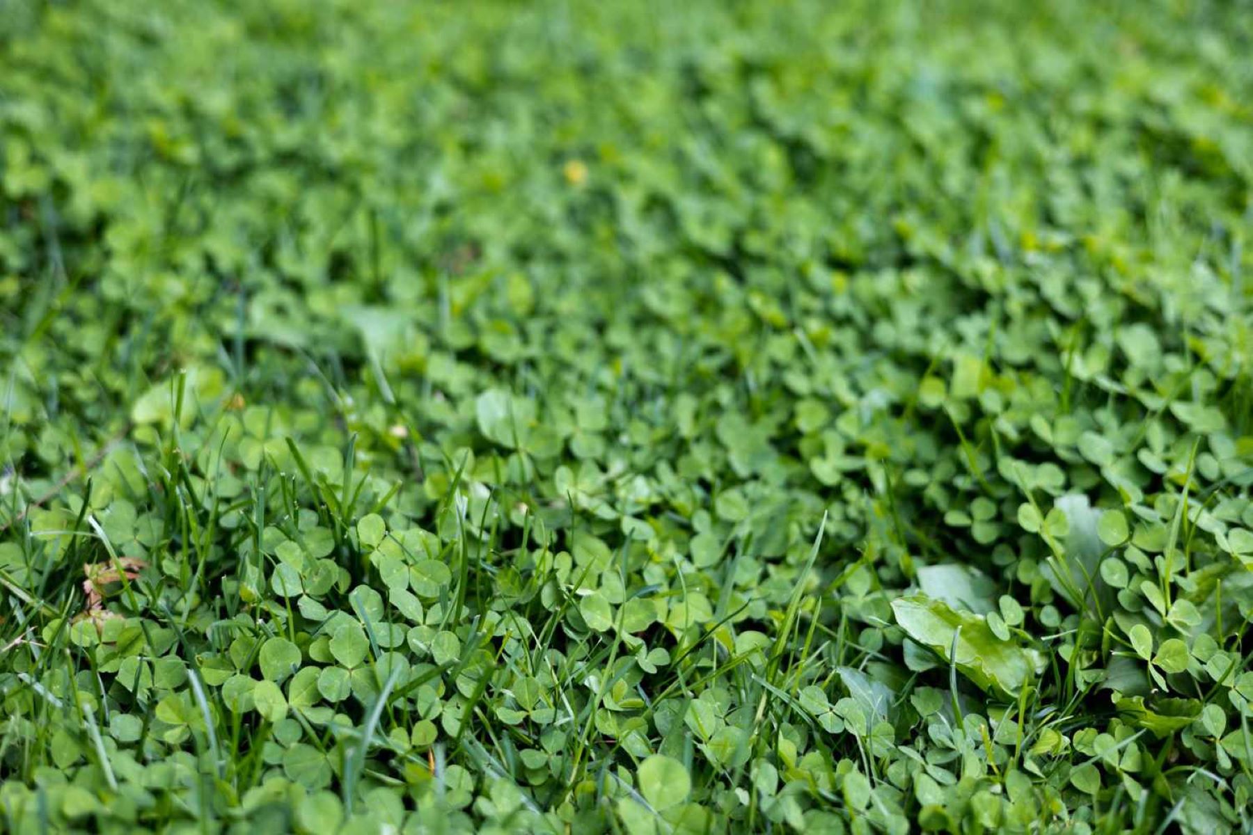 How To Switch From Grass To Clover