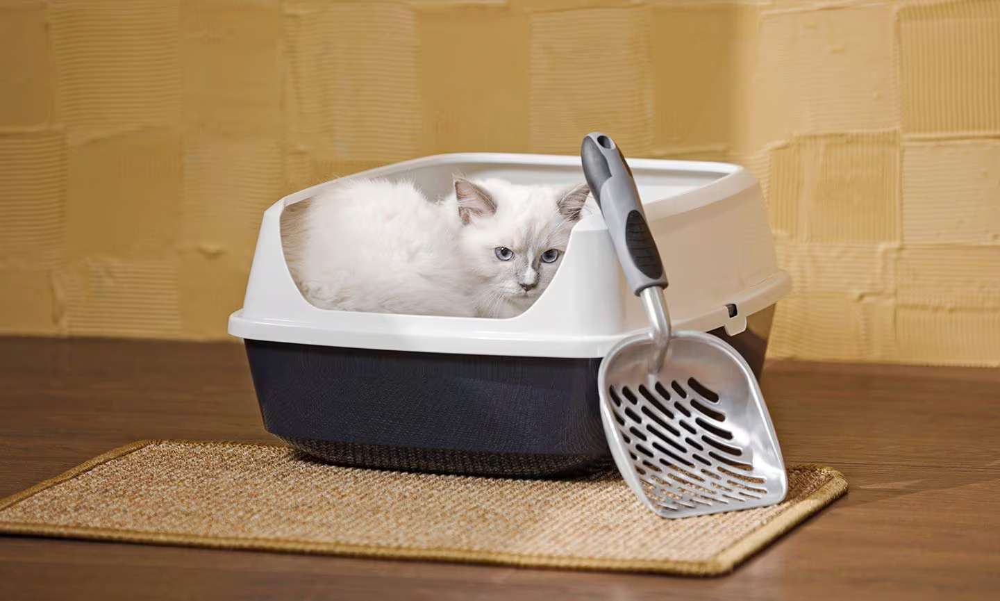How To Teach A Cat To Use A Litter Box