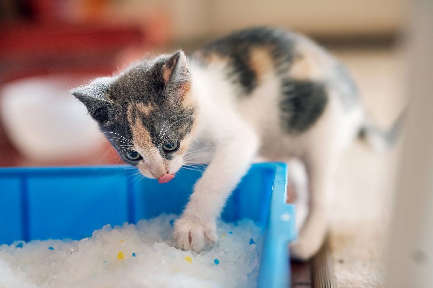 How To Teach A Feral Cat To Use A Litter Box