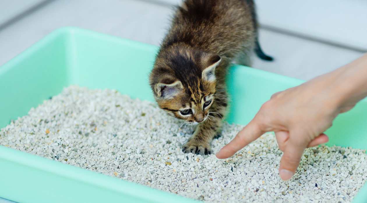 How To Teach An Older Cat To Use A Litter Box