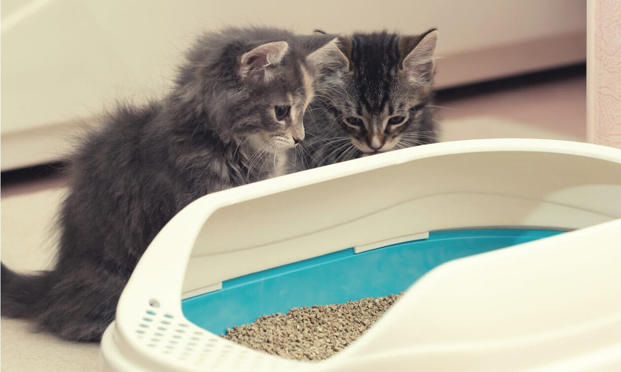 How To Train A Cat To Pee In The Litter Box
