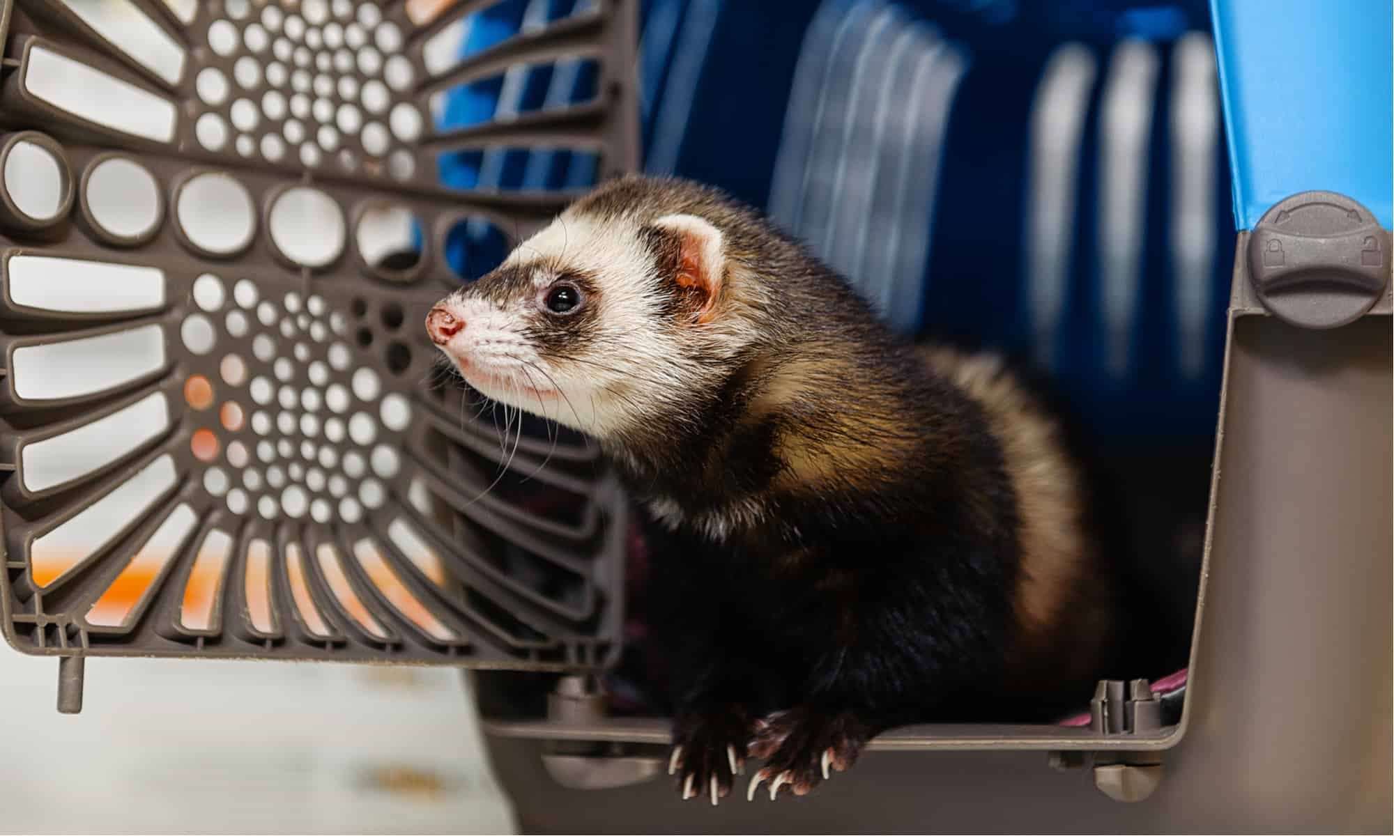How To Train A Ferret To Use A Litter Box