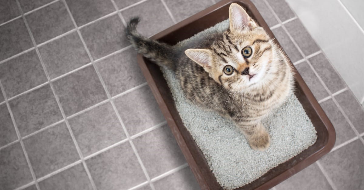 How To Train A Kitten To Use A Litter Box
