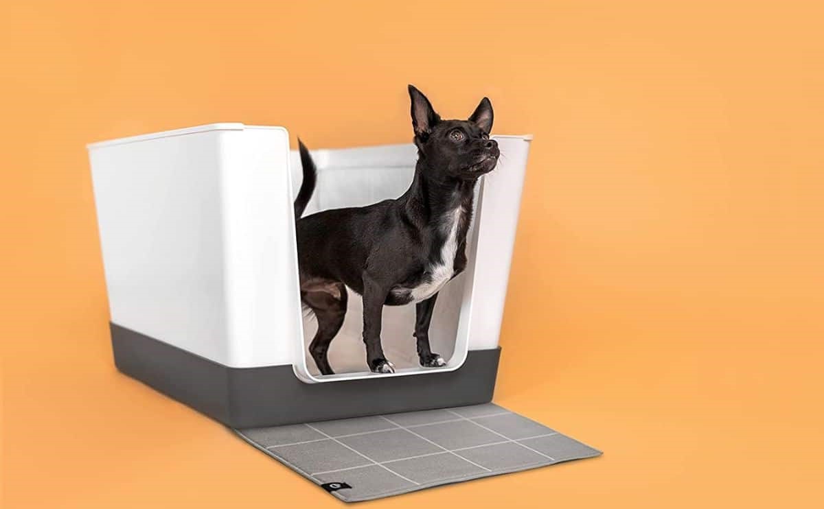 How To Train A Puppy To Use A Litter Box