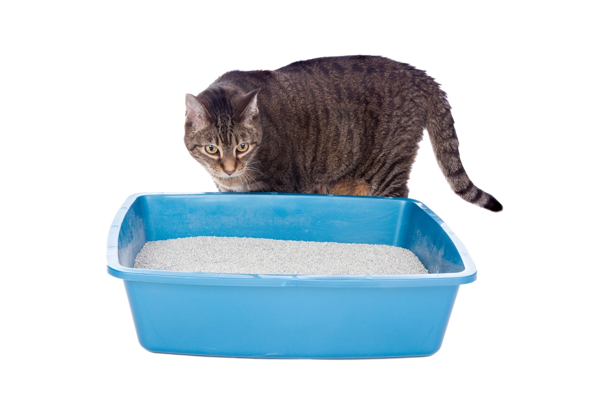 How To Train A Stray Cat To Use A Litter Box