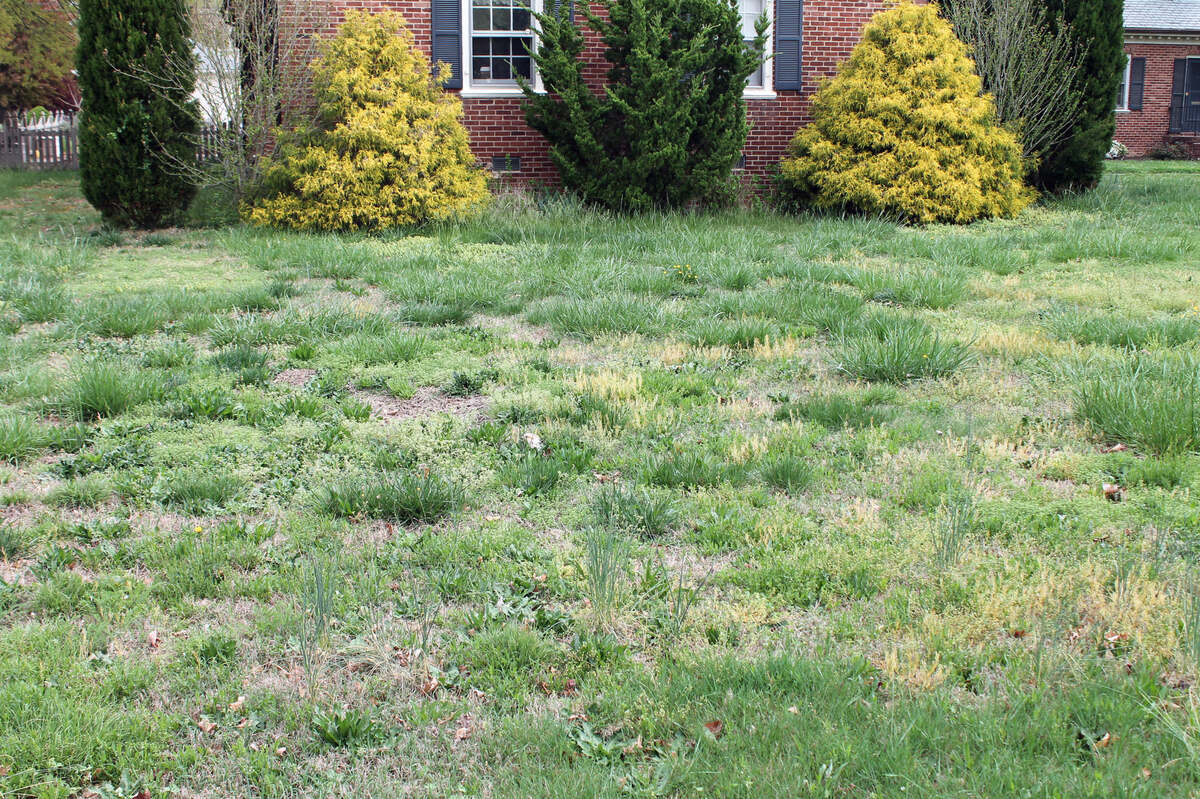 How To Turn A Yard Of Weeds Into Grass