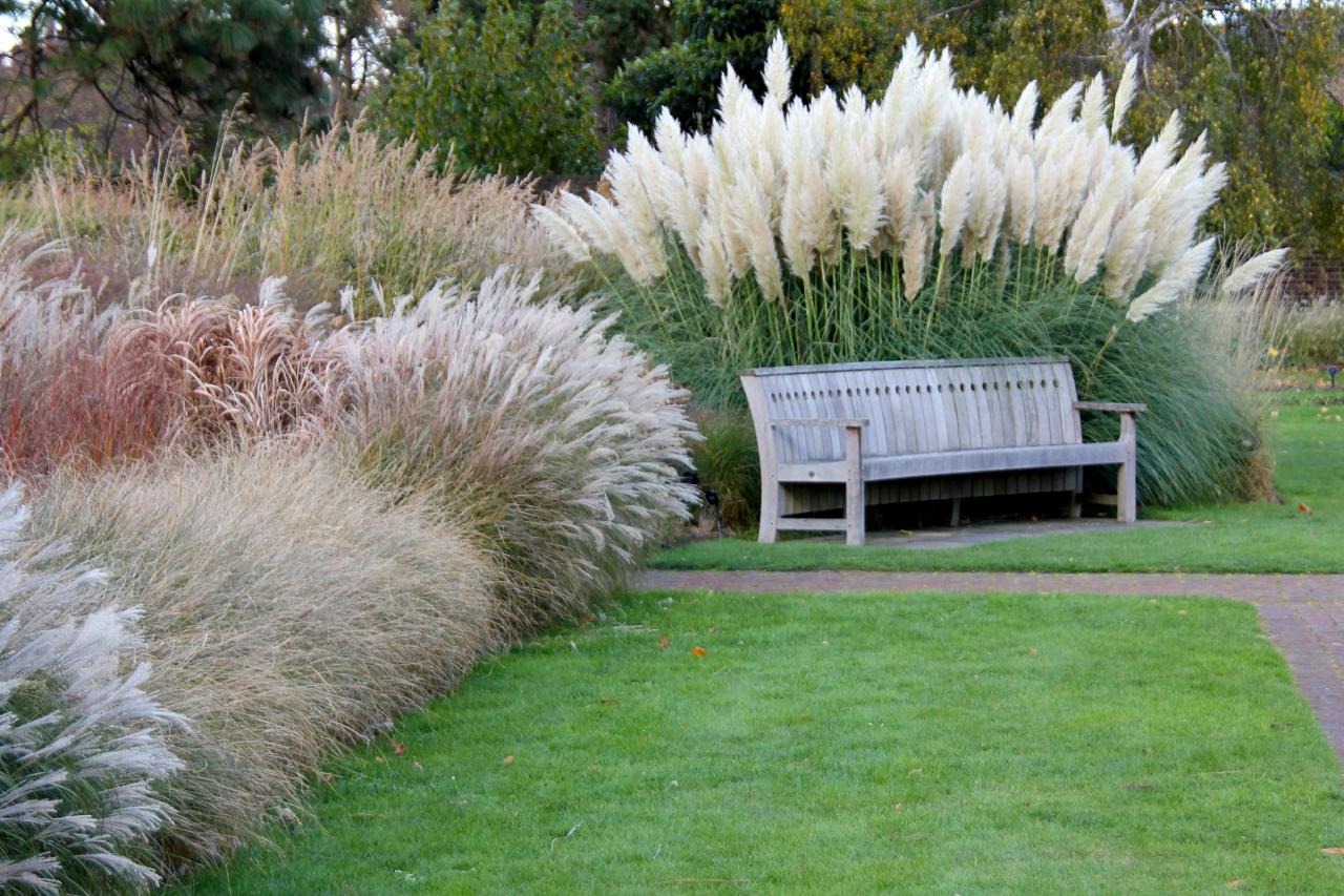 Pampas Grass: When To Plant