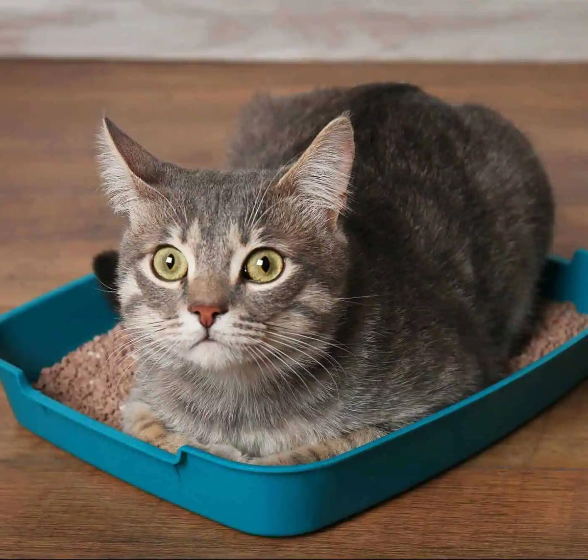 What Age Do Kittens Use A Litter Box?