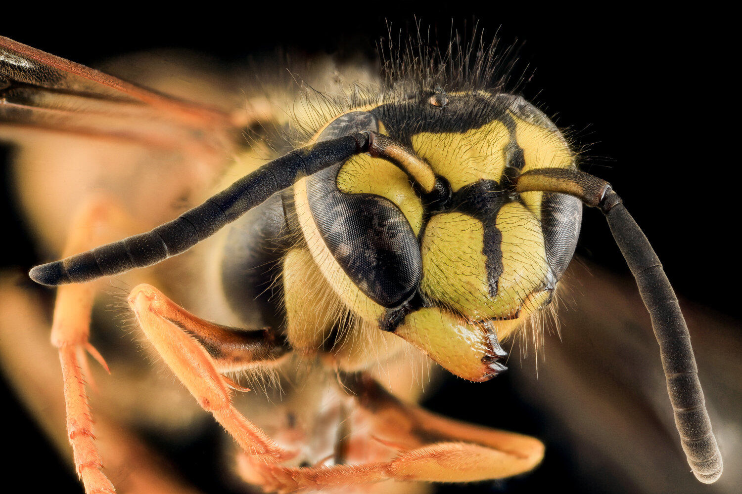 What Are Yellow Jackets Good For