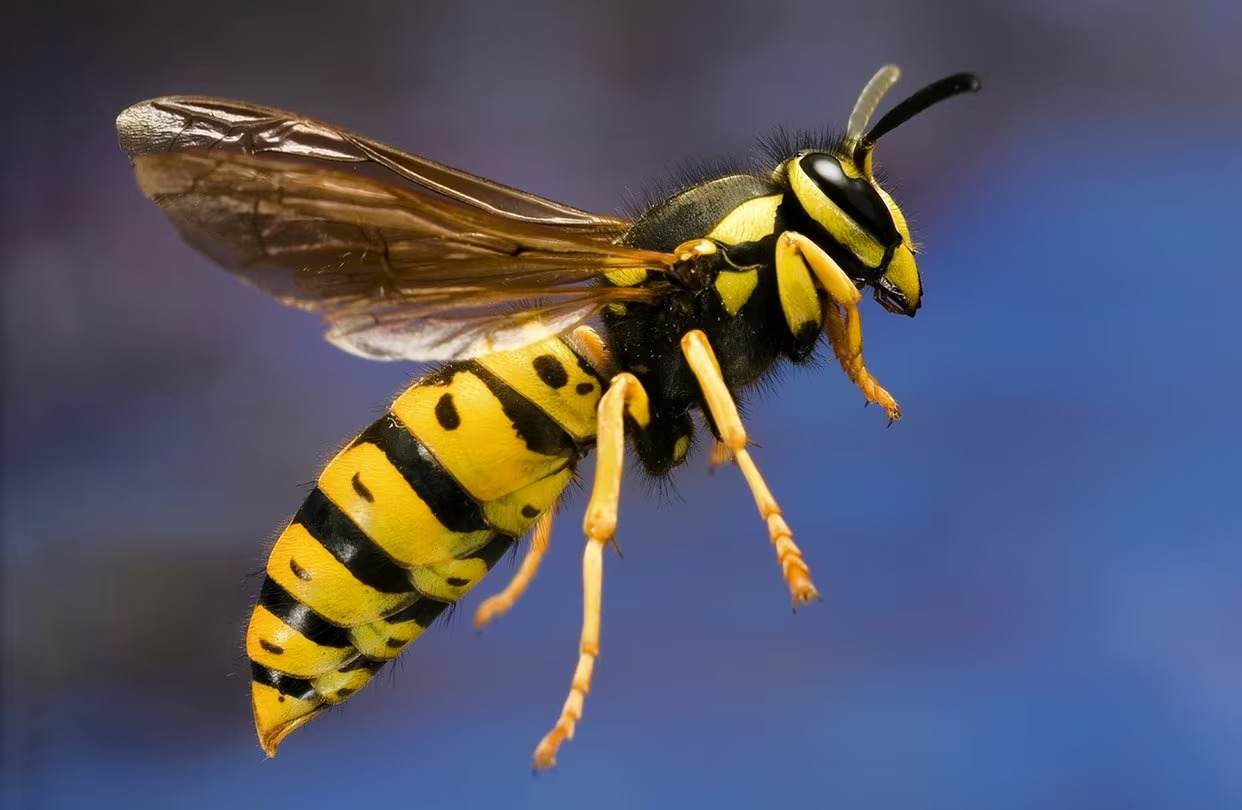 What Attracts Yellow Jackets