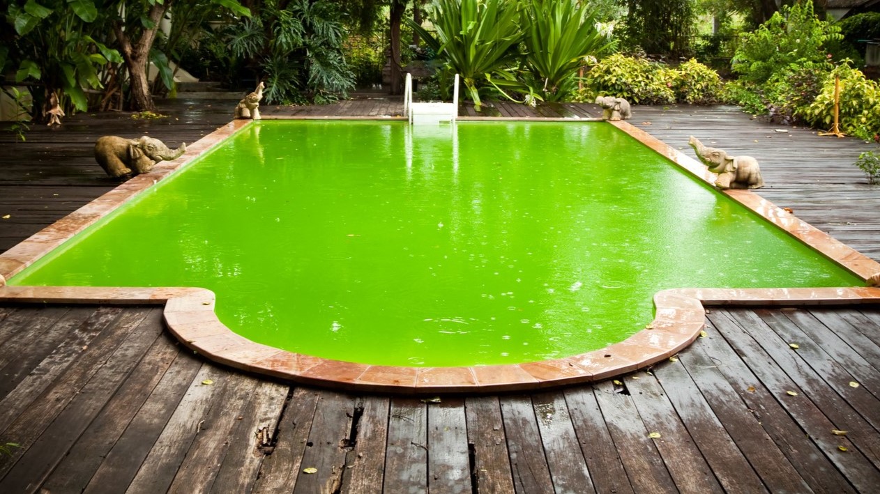 What Causes Algae In A Swimming Pool