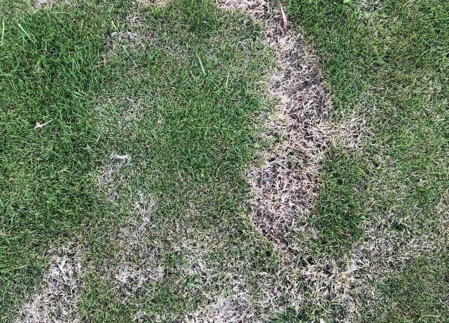 What Causes Grass To Die In Patches
