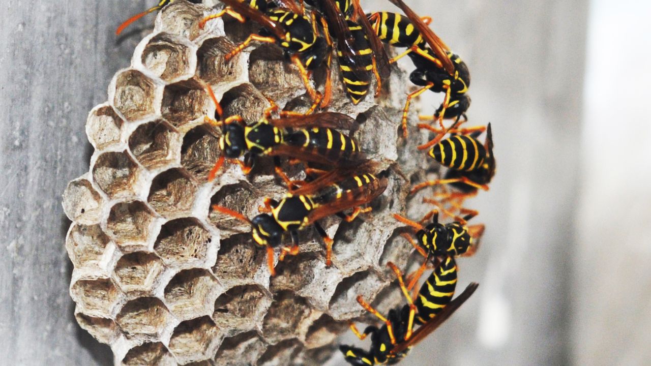 What Do Yellow Jackets Do When Nest Is Destroyed?