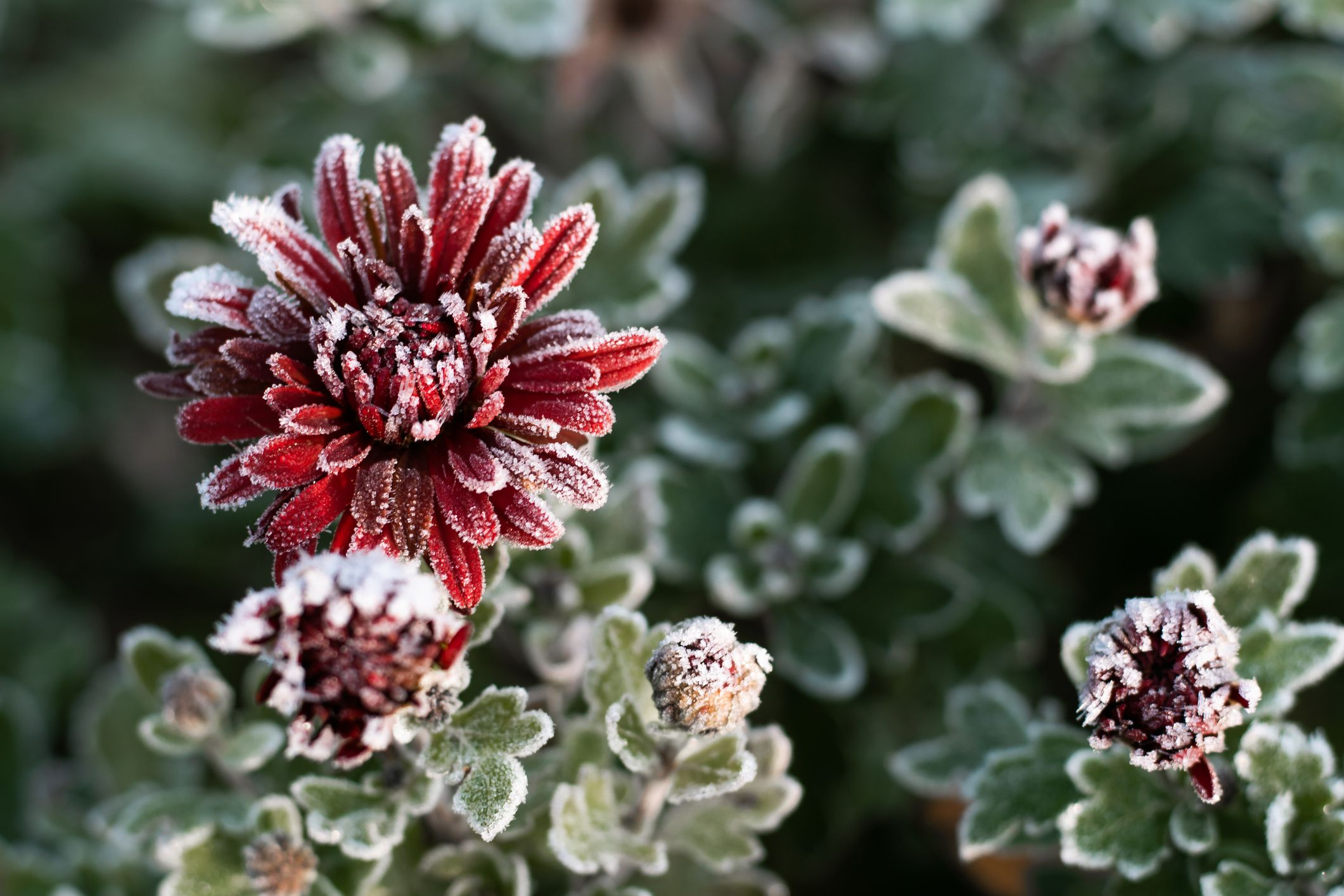What Do You Cover Mums With For Frost