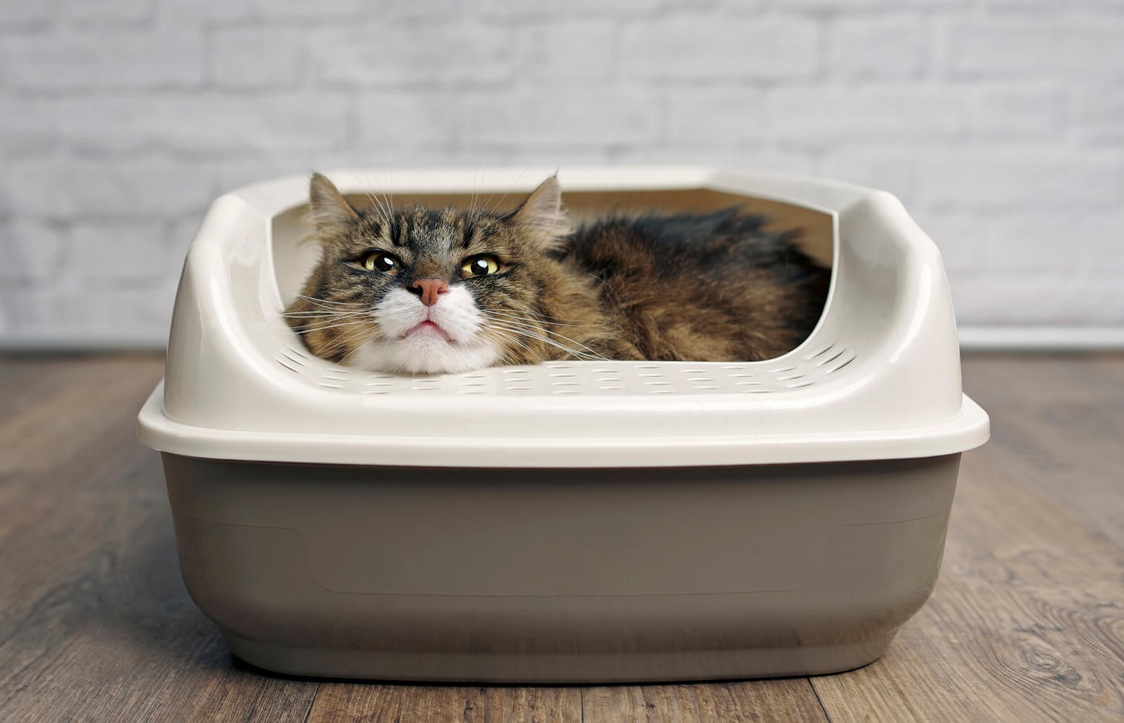 What Does It Mean When A Cat Lays In The Litter Box
