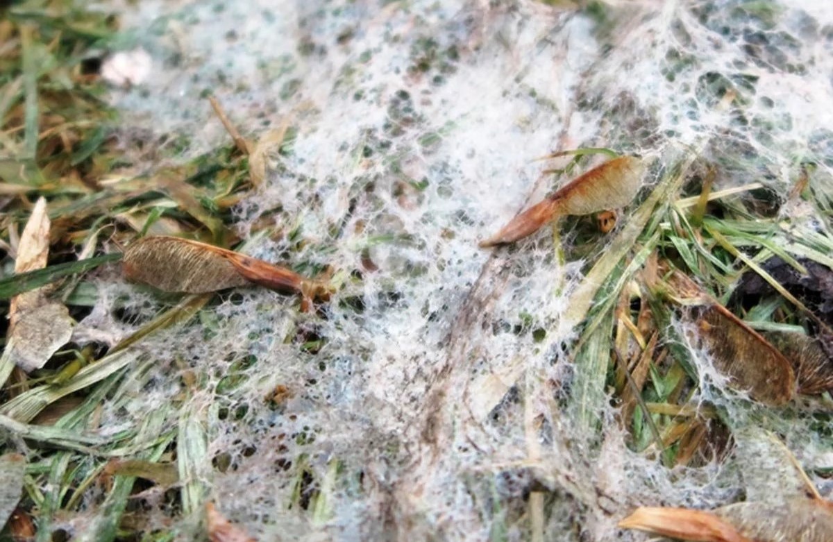 What Does Snow Mold On Grass Look Like
