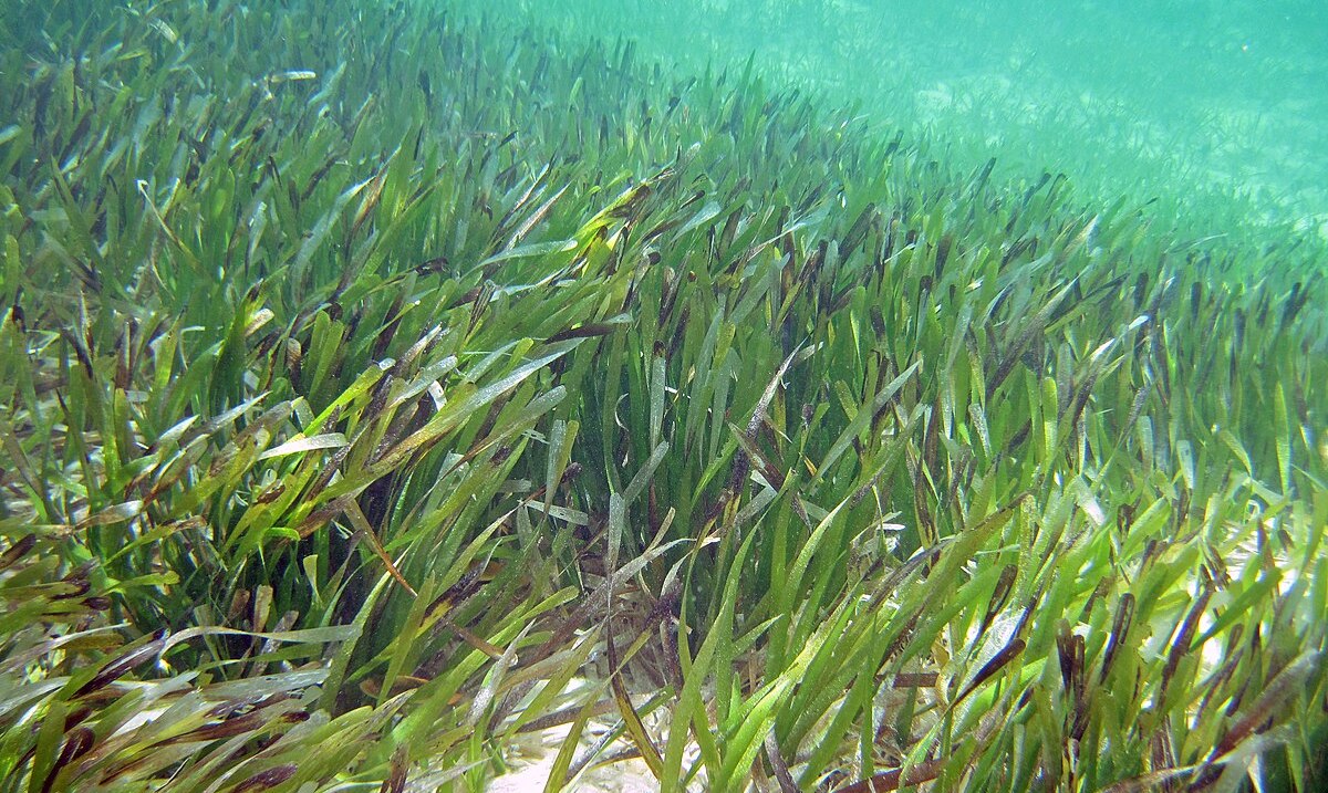 What Eats Turtle Grass