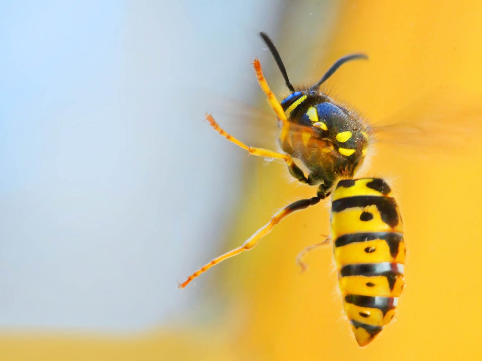 What Happens To Yellow Jackets In Winter
