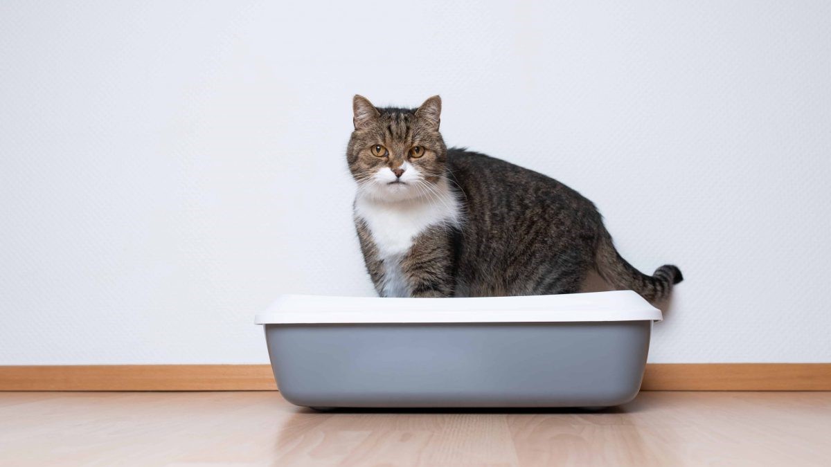 What Is Litter Box Aversion