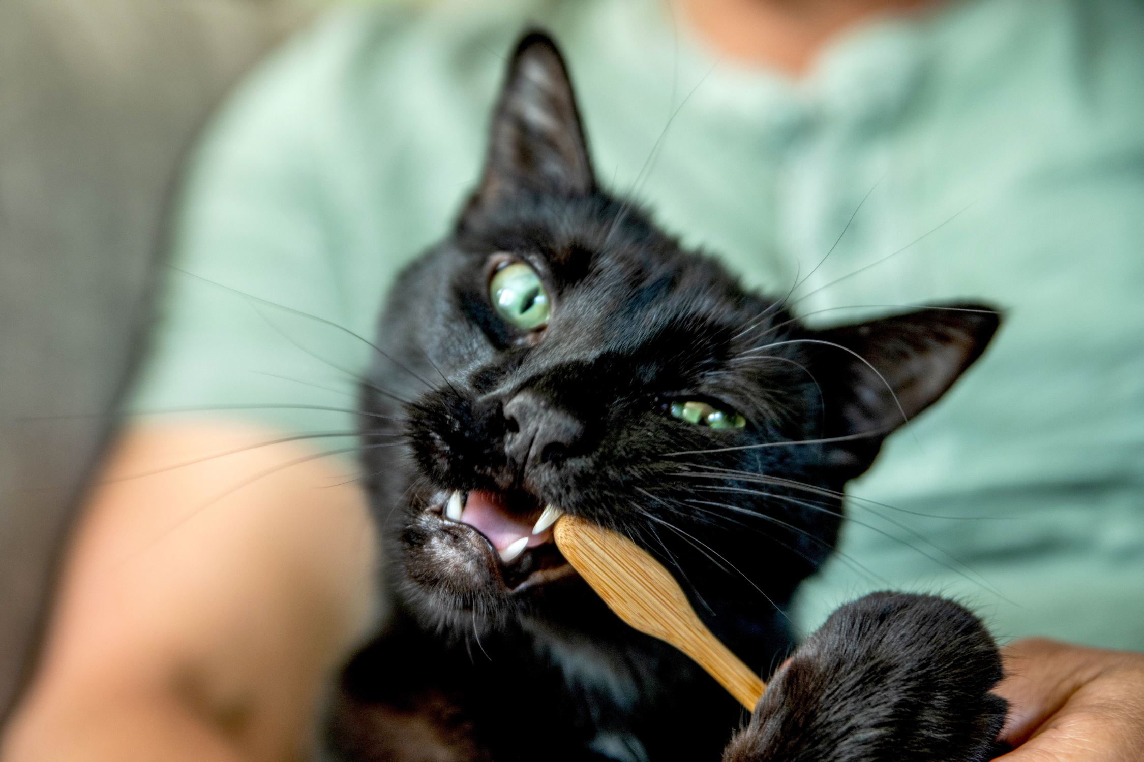 What Is The Best Way To Use A Cat Toothbrush
