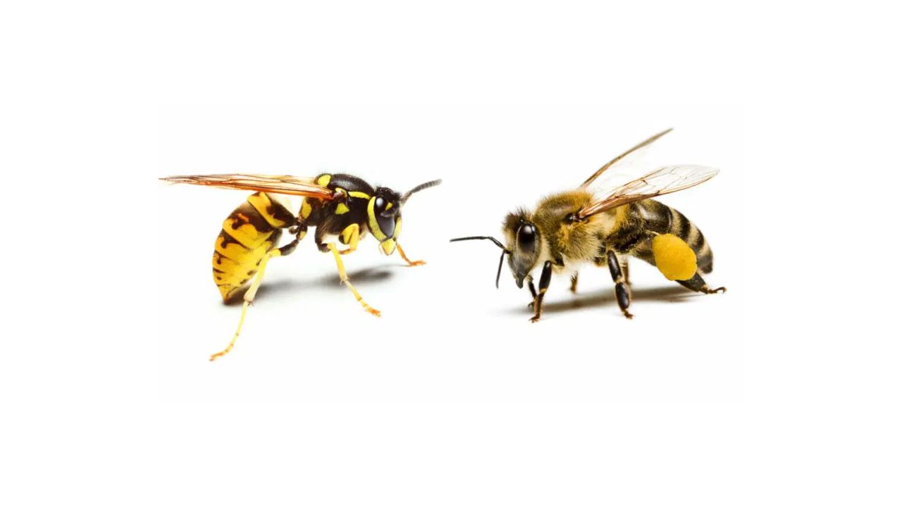What Is The Difference Between Honey Bees And Yellow Jackets
