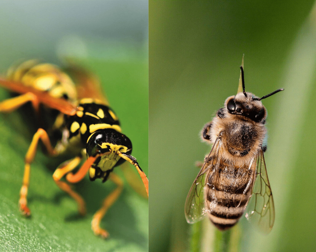 What Is The Difference Between Wasps And Yellow Jackets