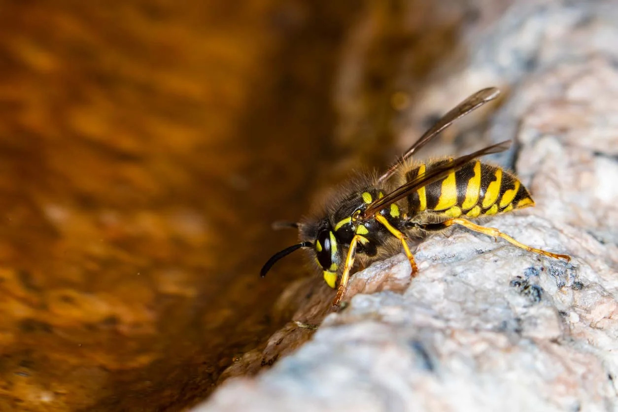 What Is Yellow Jackets About