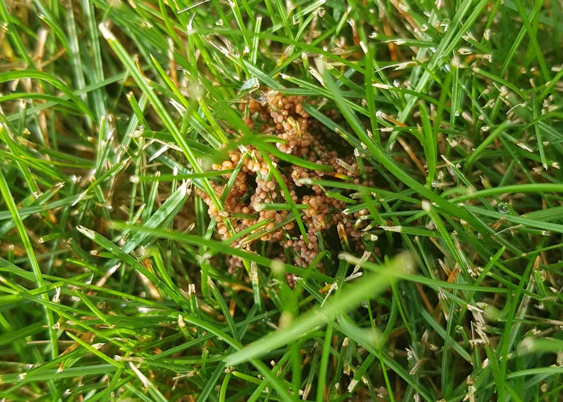 What Kills Fungus In Grass