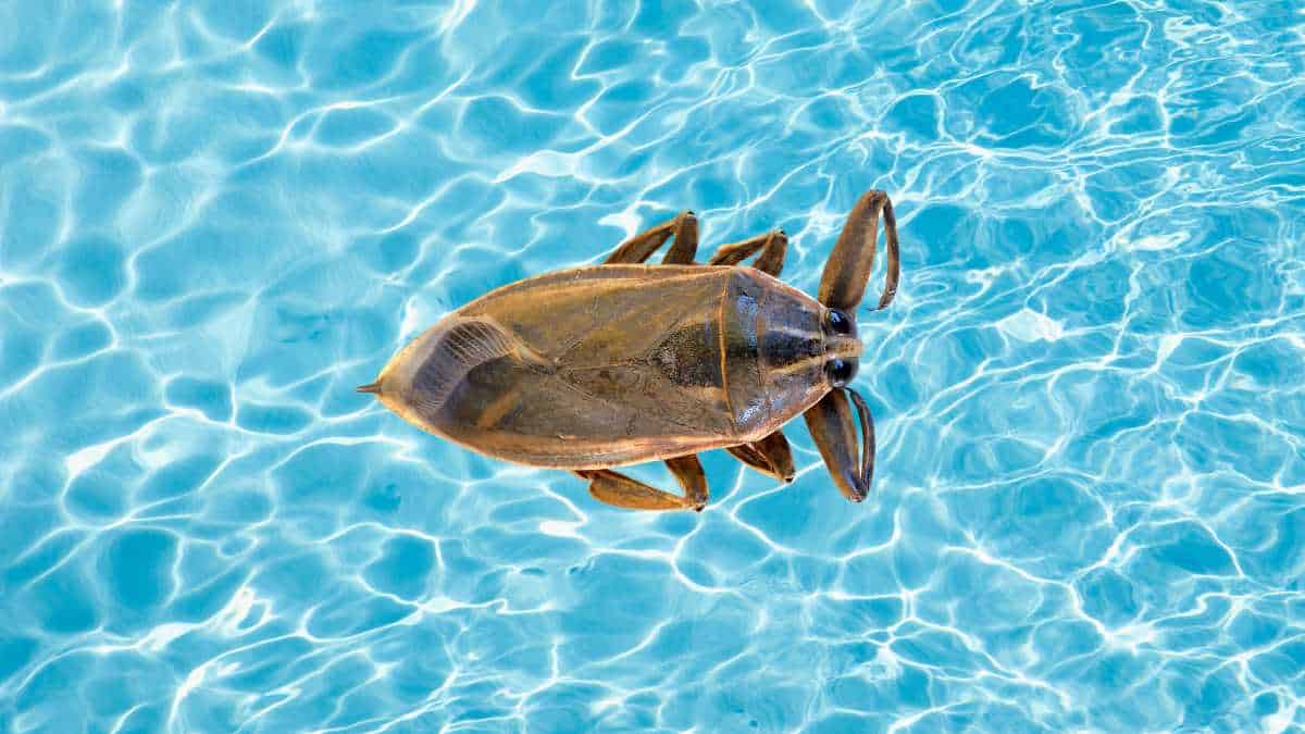 What Kills Water Bugs In A Swimming Pool