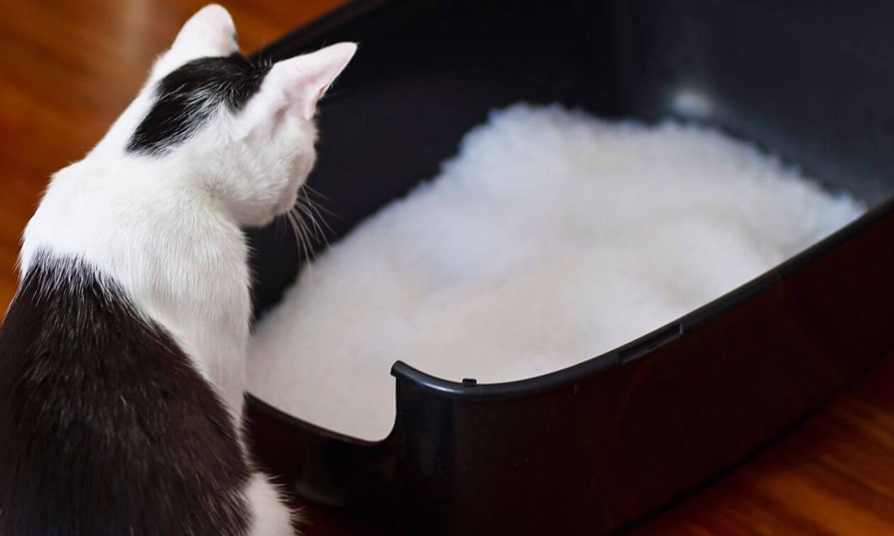 What Kind Of Litter Box Do Cats Prefer