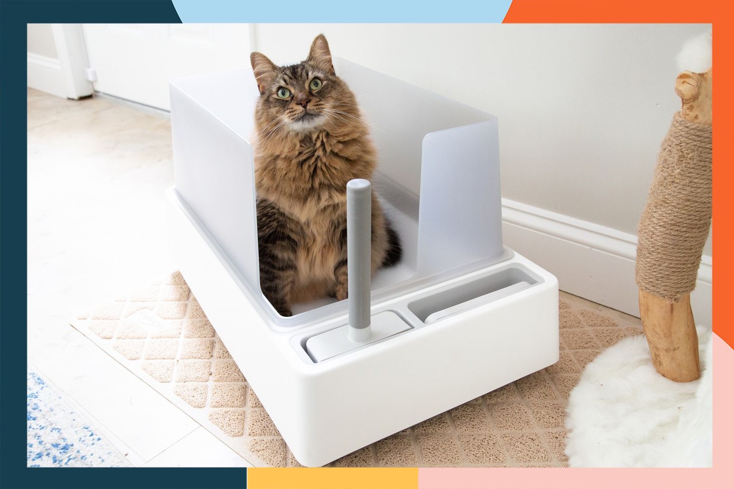 What Kind Of Litter Box Is Best For Cats