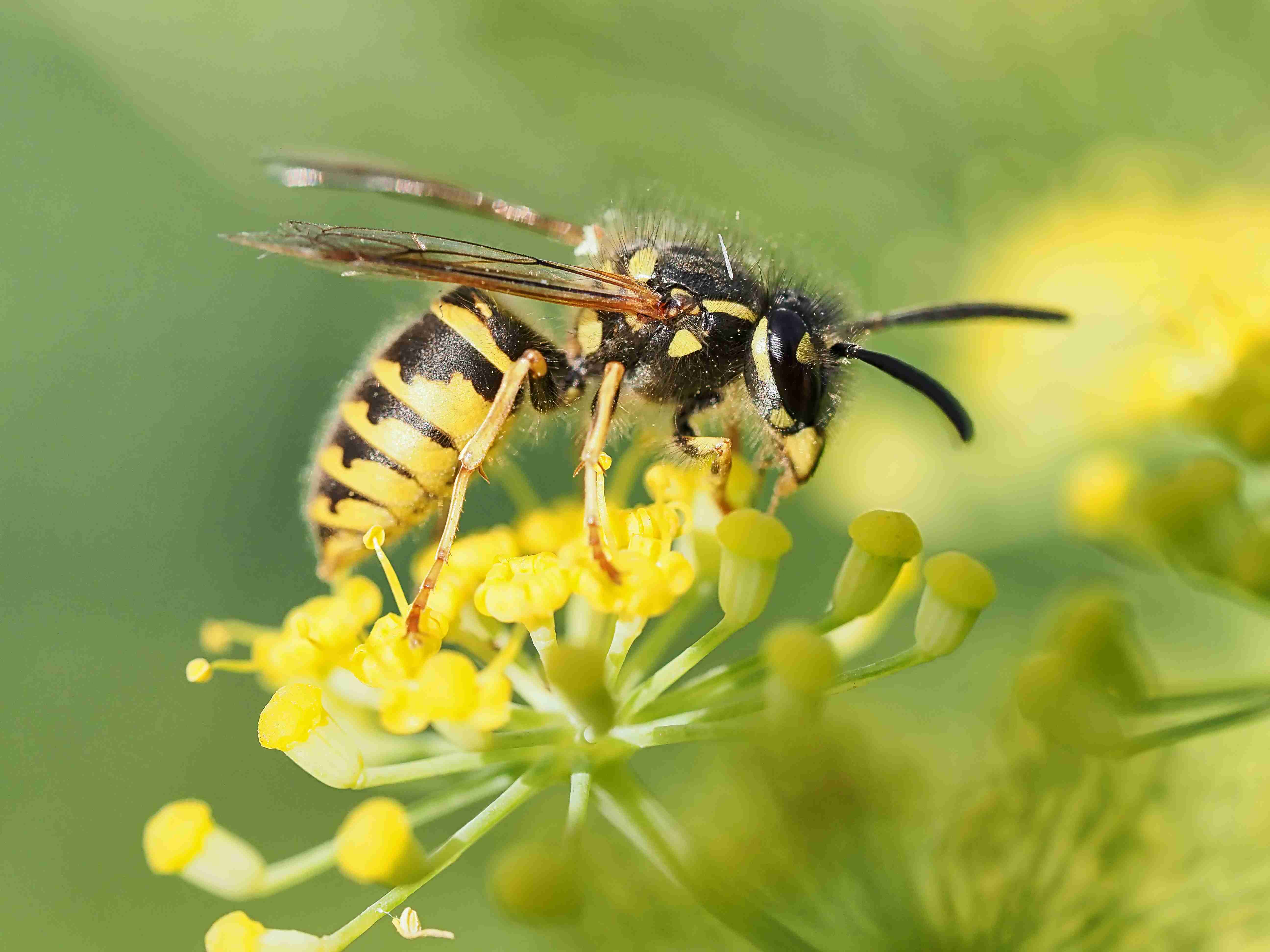 What Scent Do Yellow Jackets Hate