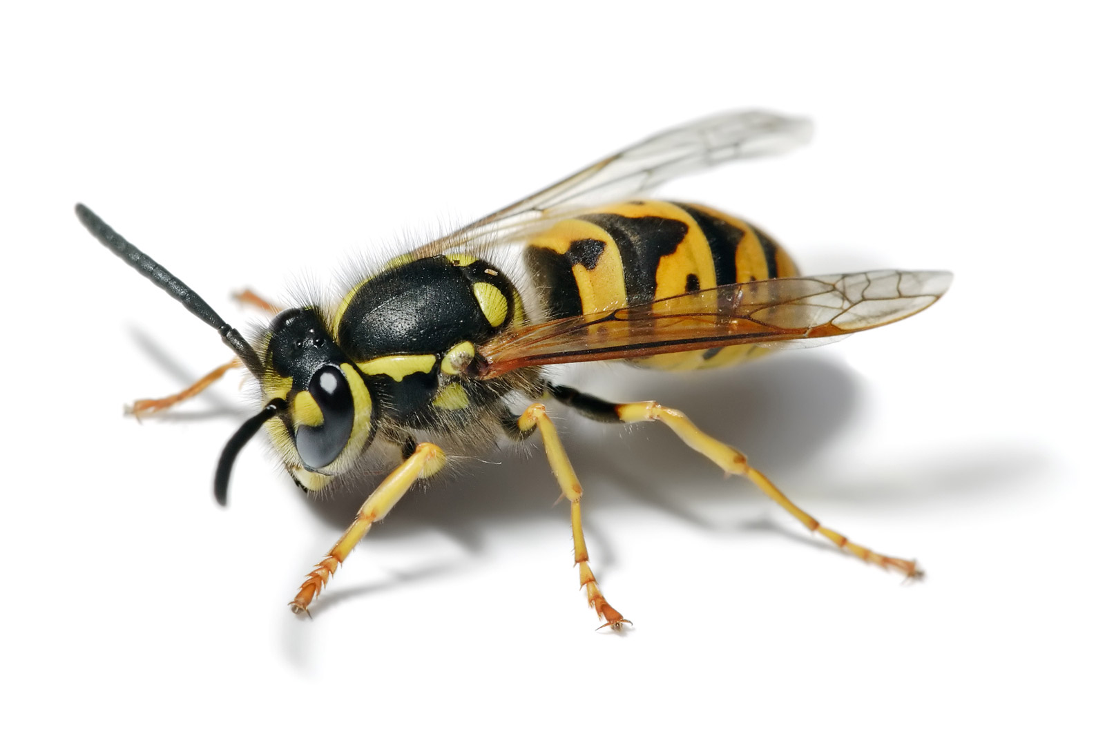 What Temp Do Yellow Jackets Die