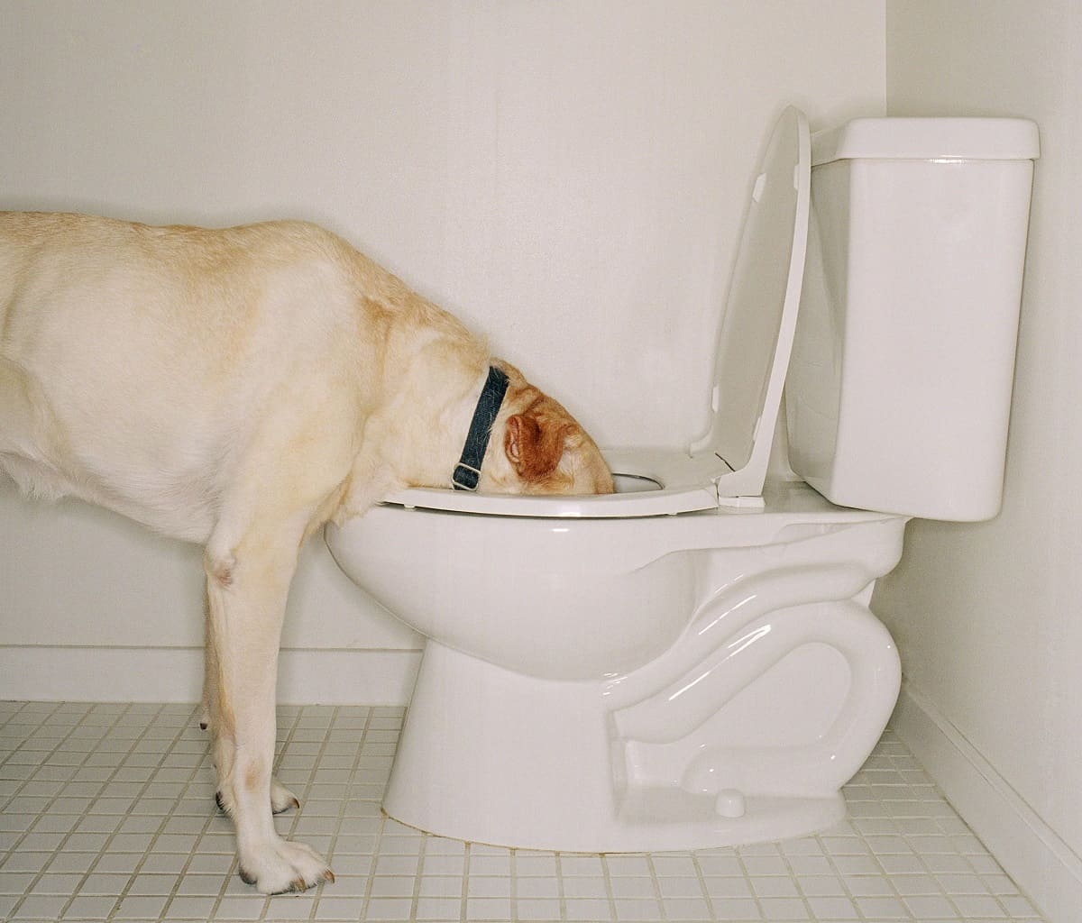What To Do If Your Dog Drinks Toilet Bowl Cleaner