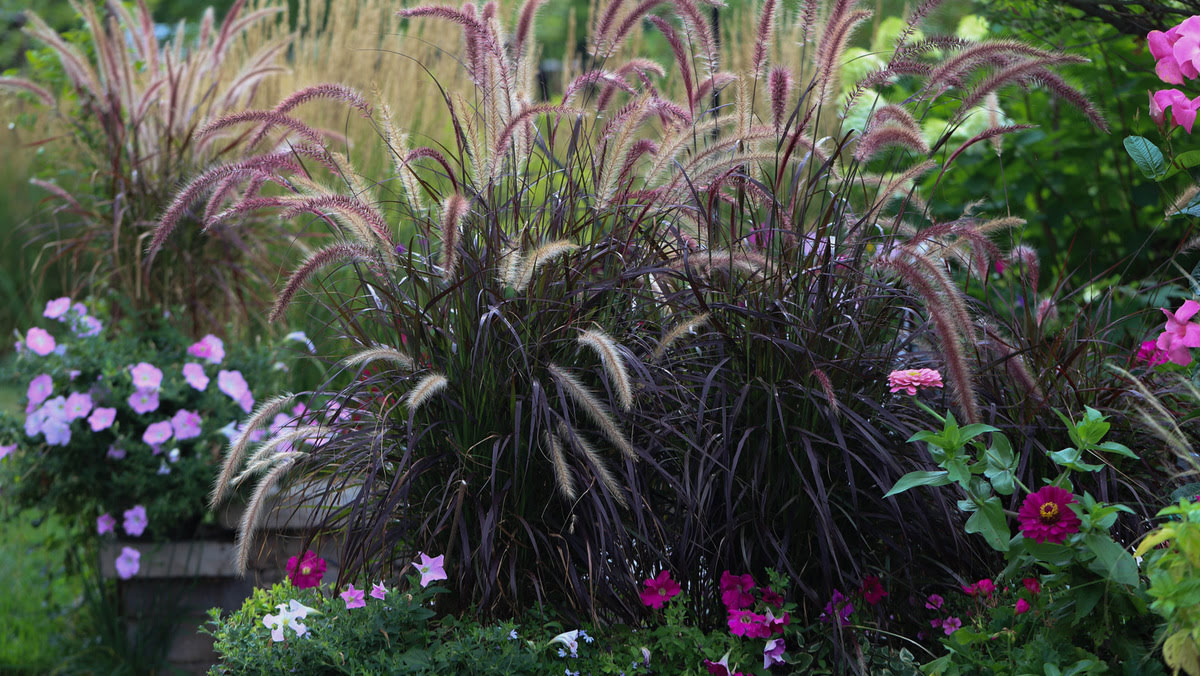 What To Plant With Purple Fountain Grass