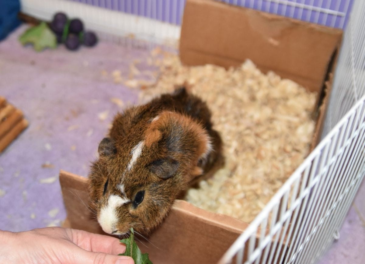 What To Put In A Guinea Pig Litter Box