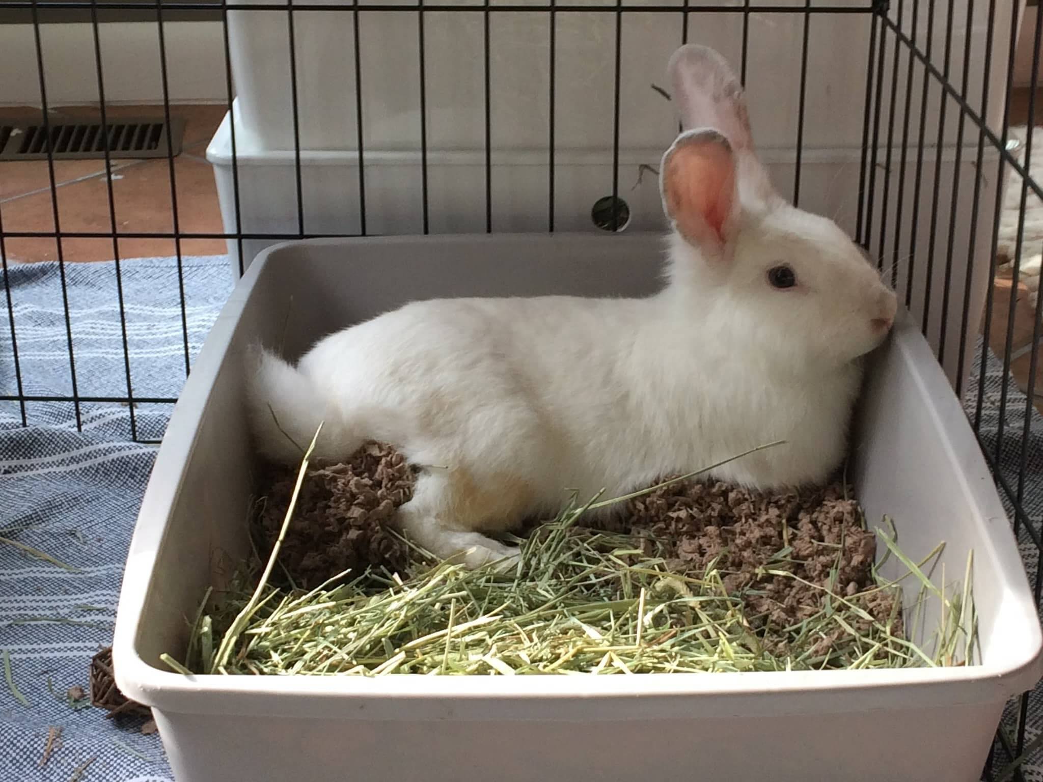 What To Put In A Rabbit Litter Box