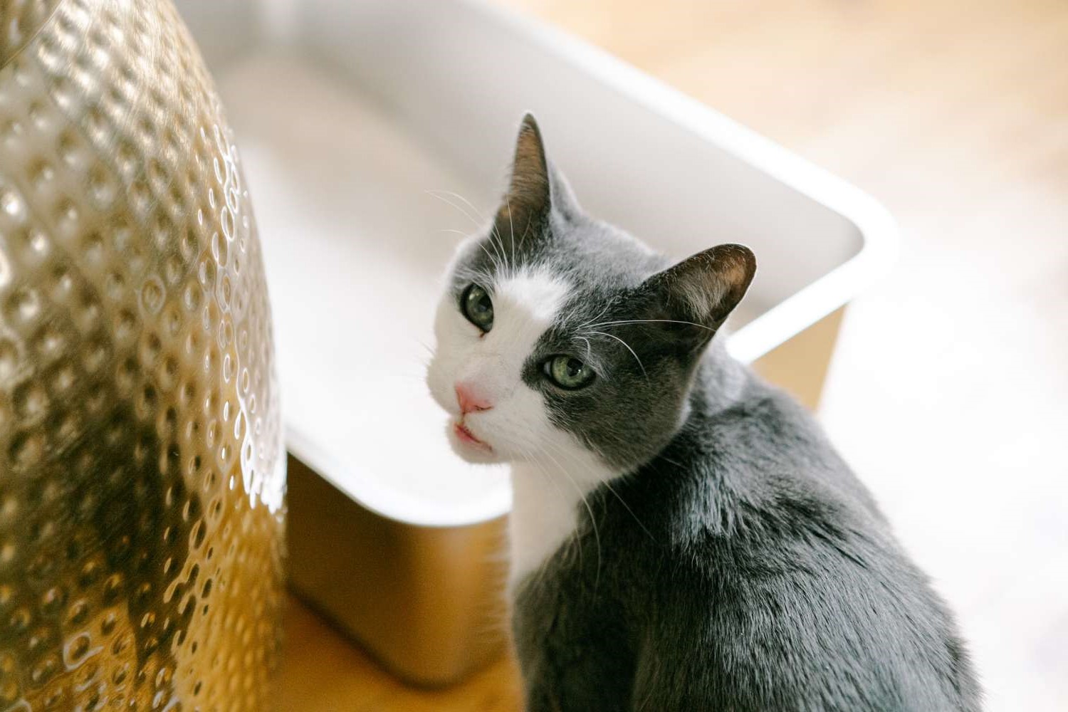 What To Use As A Litter Box