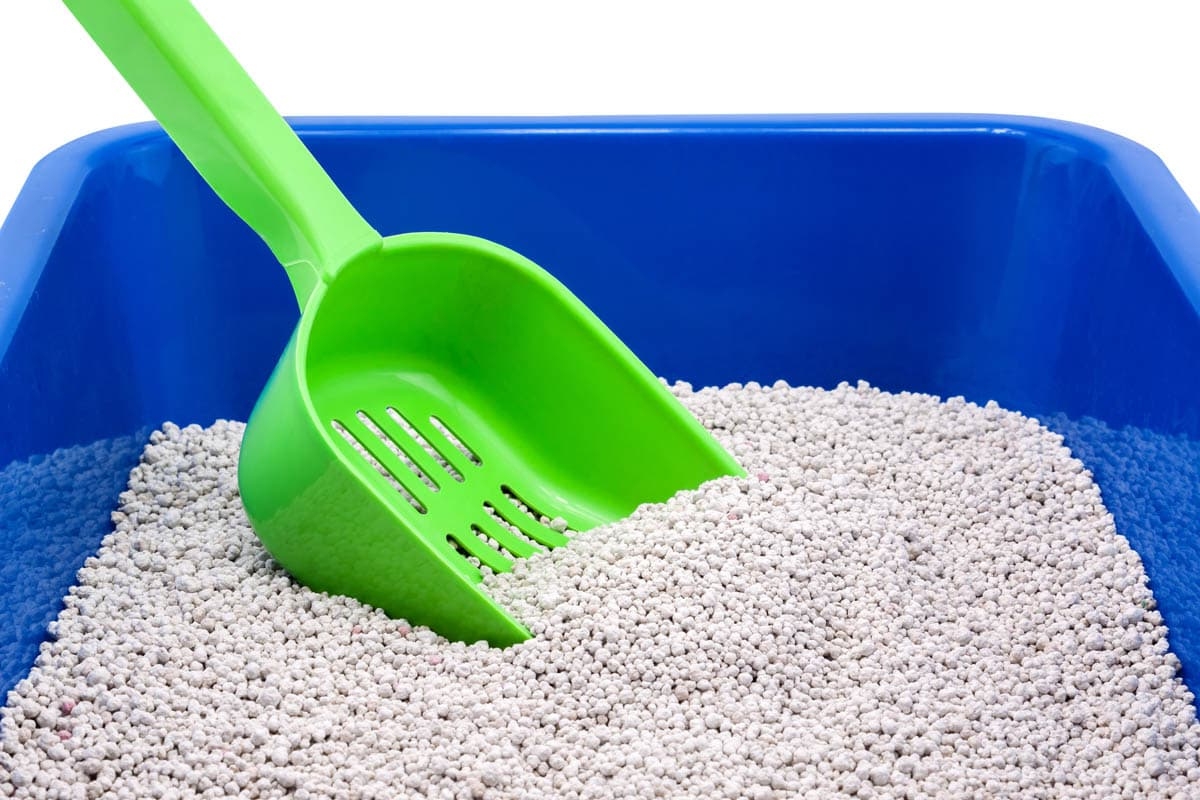 What To Use To Clean A Litter Box