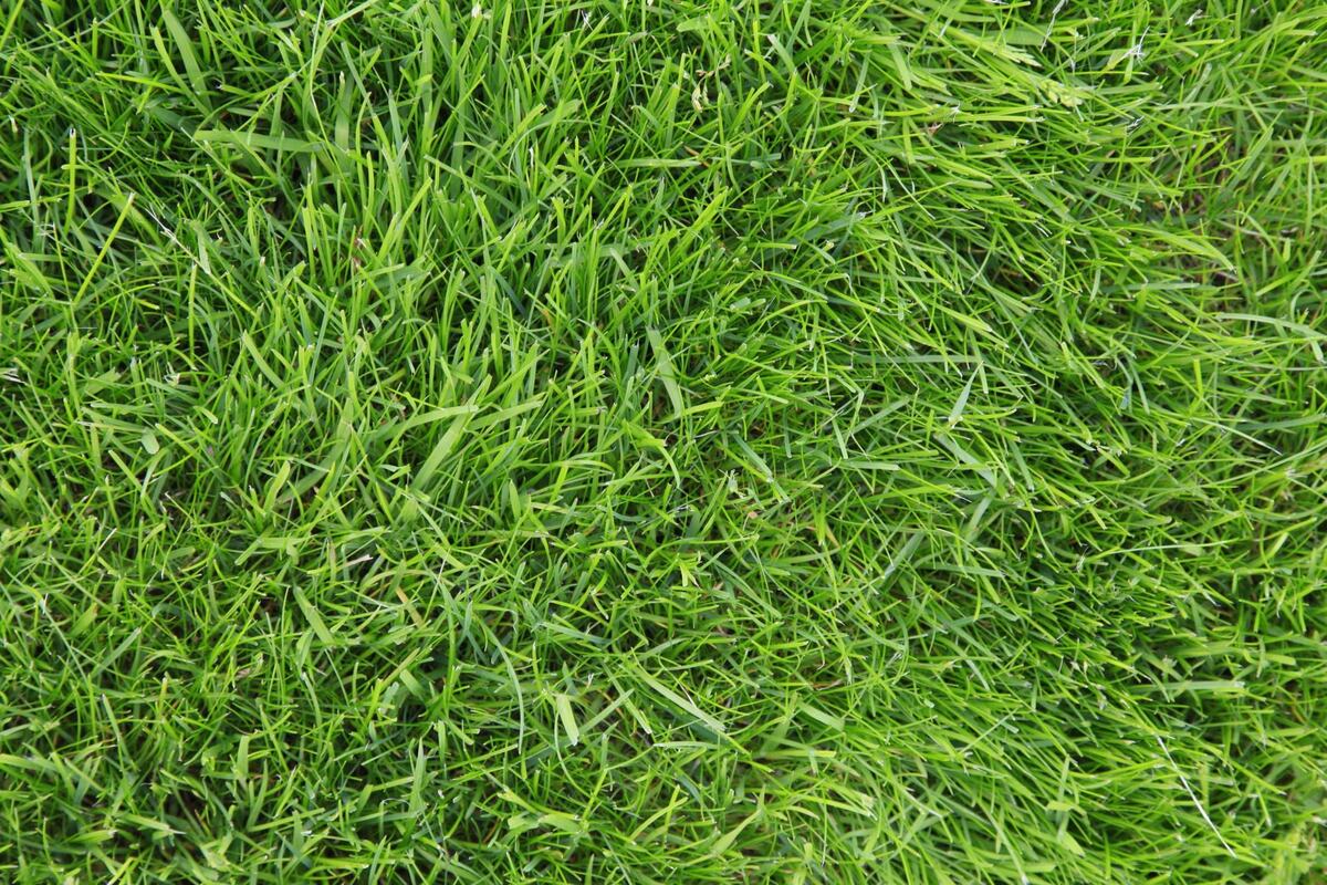 What Type Of Grass To Plant