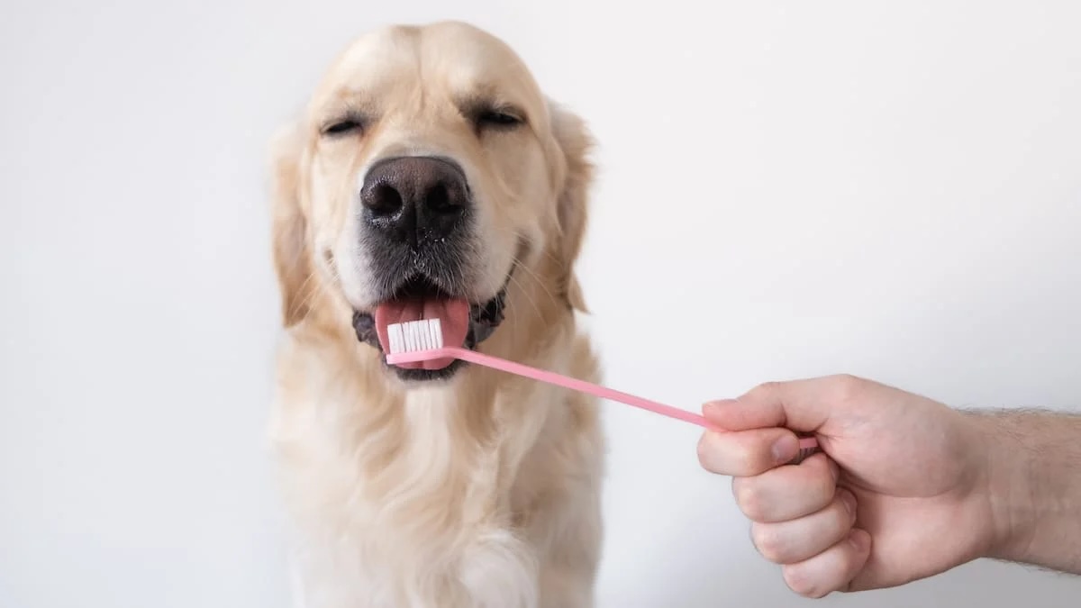 What Type Of Toothbrush Is Best For Dogs