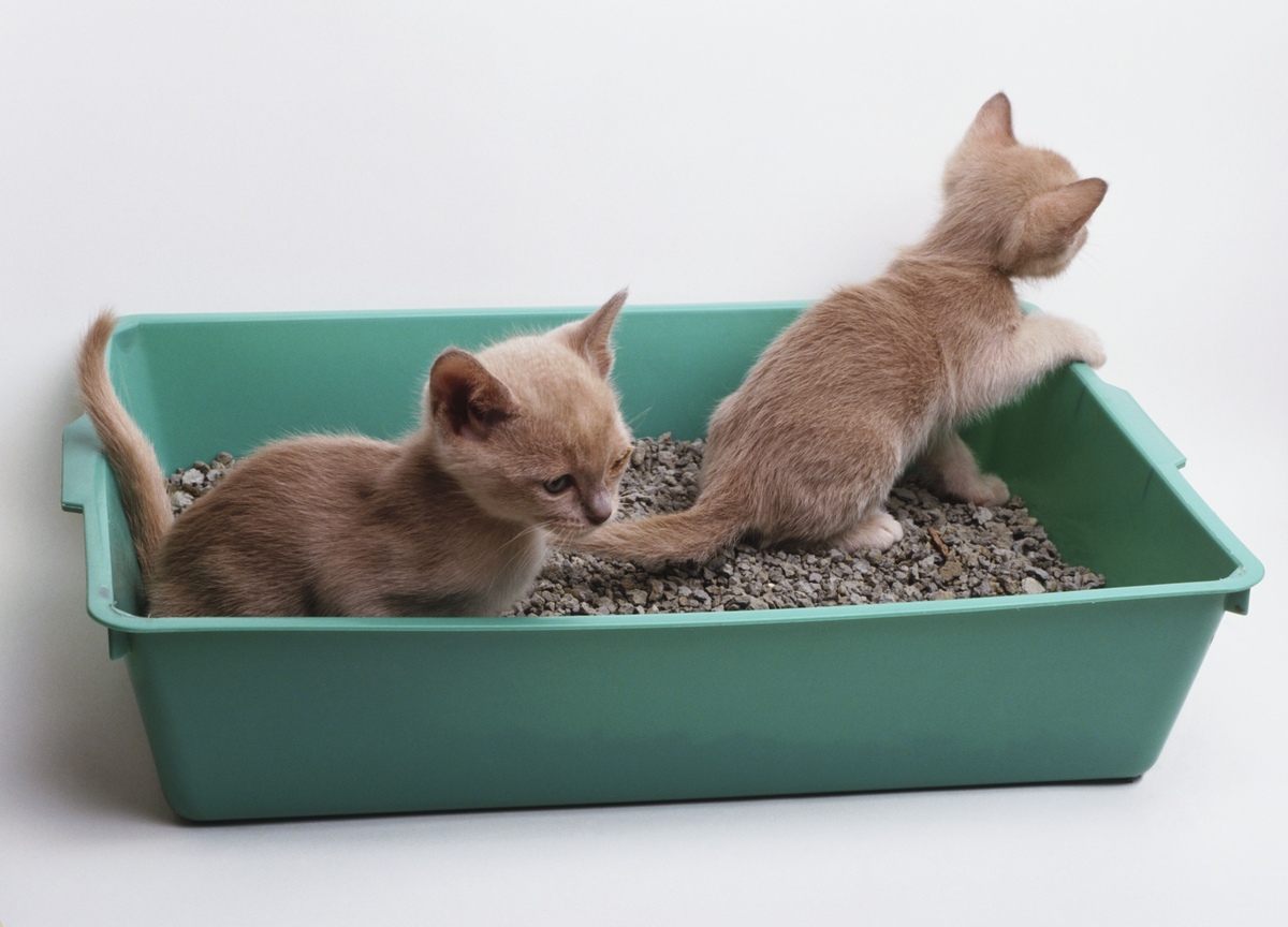 When Do Kittens Use A Litter Box?